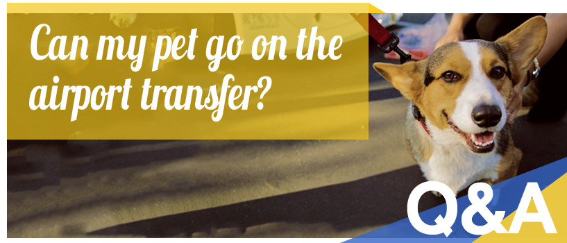 Can My Pet Go on the Airport Transfer?