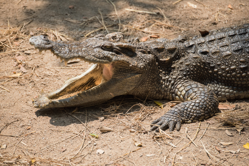 Close up crocodile open mouth waiting for food.