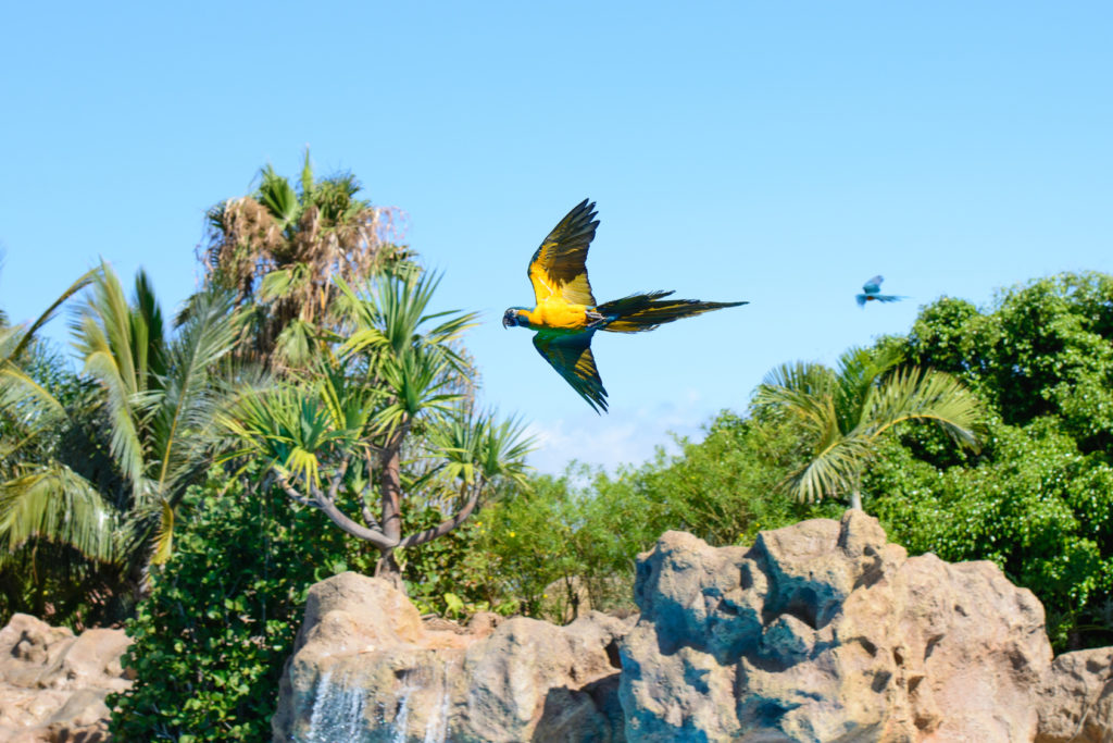 Loro Parque