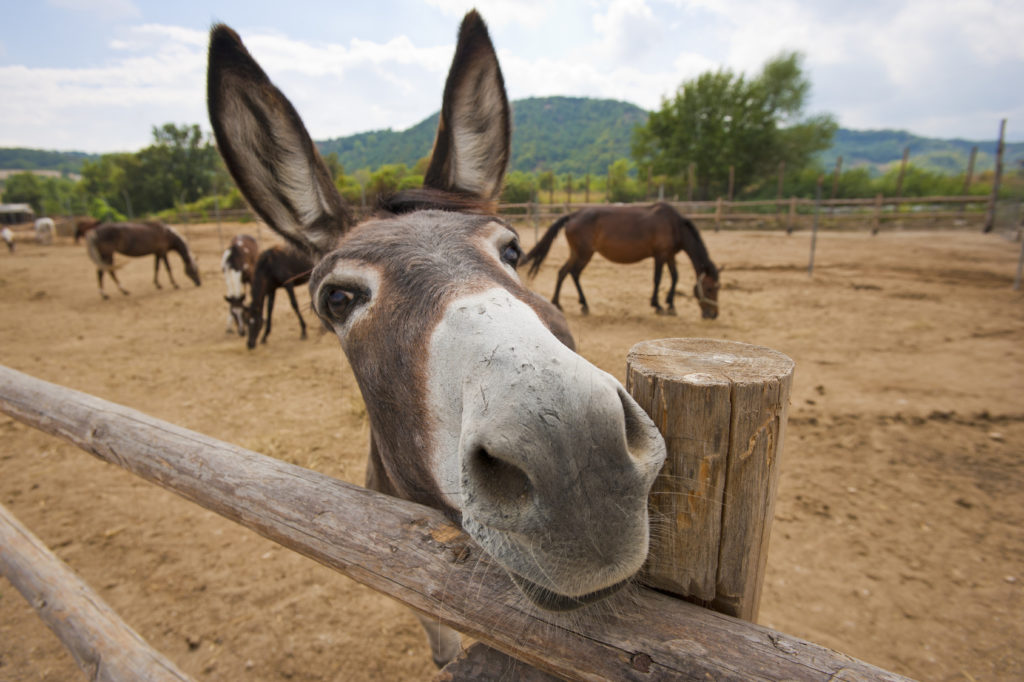 Funny donkey