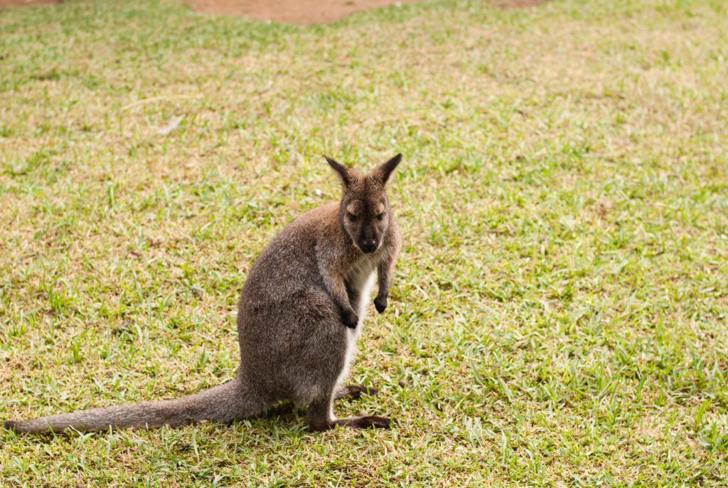 Wallabie