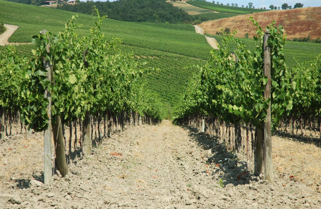 Wenn Sie einen Tag aus der Stadt raus möchten, unternehmen Sie eine Weintour rund um die herrlichen Weinberge, nur eine Autostunde von Pisa entfernt.