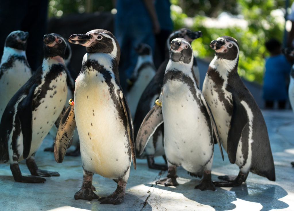 Komische Pinguine tanzen im Kemer Dolusu Park.