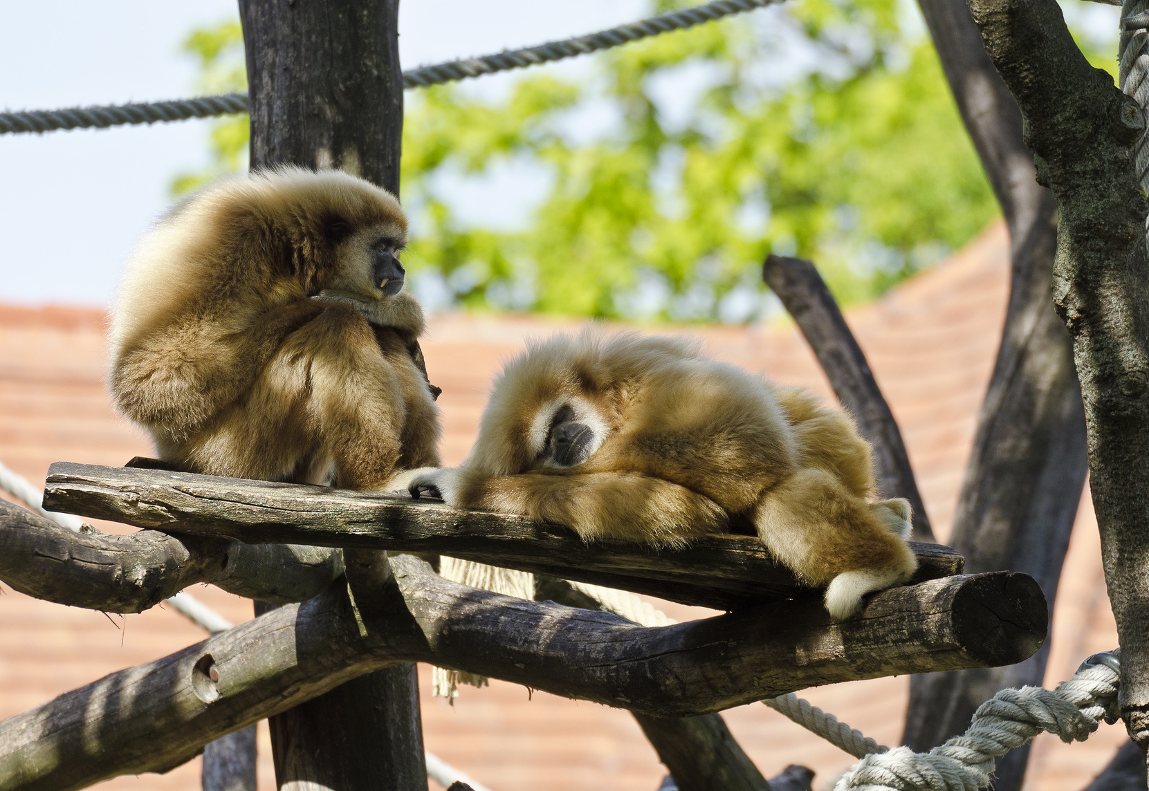 Two gibbons