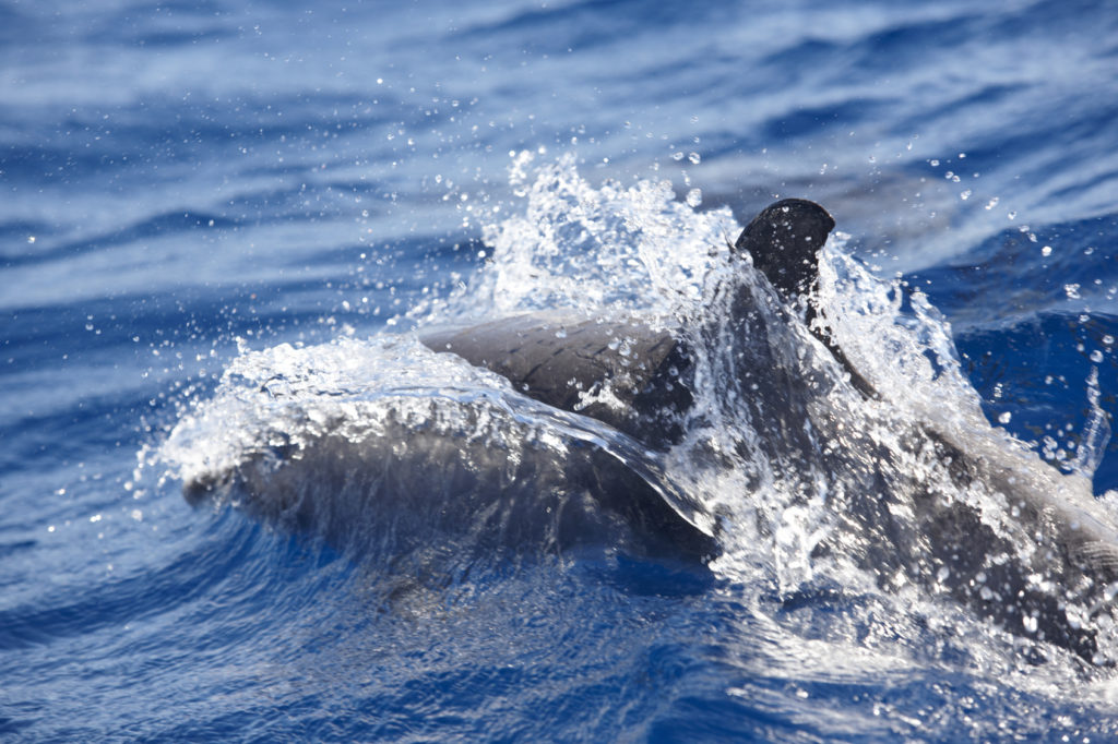 Dolphin swimming in the atlantic ocean. Azores island. Pico, Por