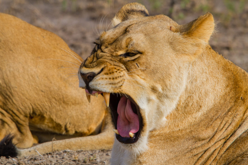 Lioness showing dangerous teeth