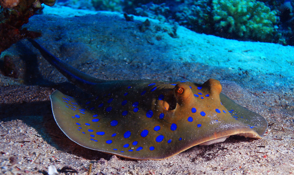 stingray on the seabed