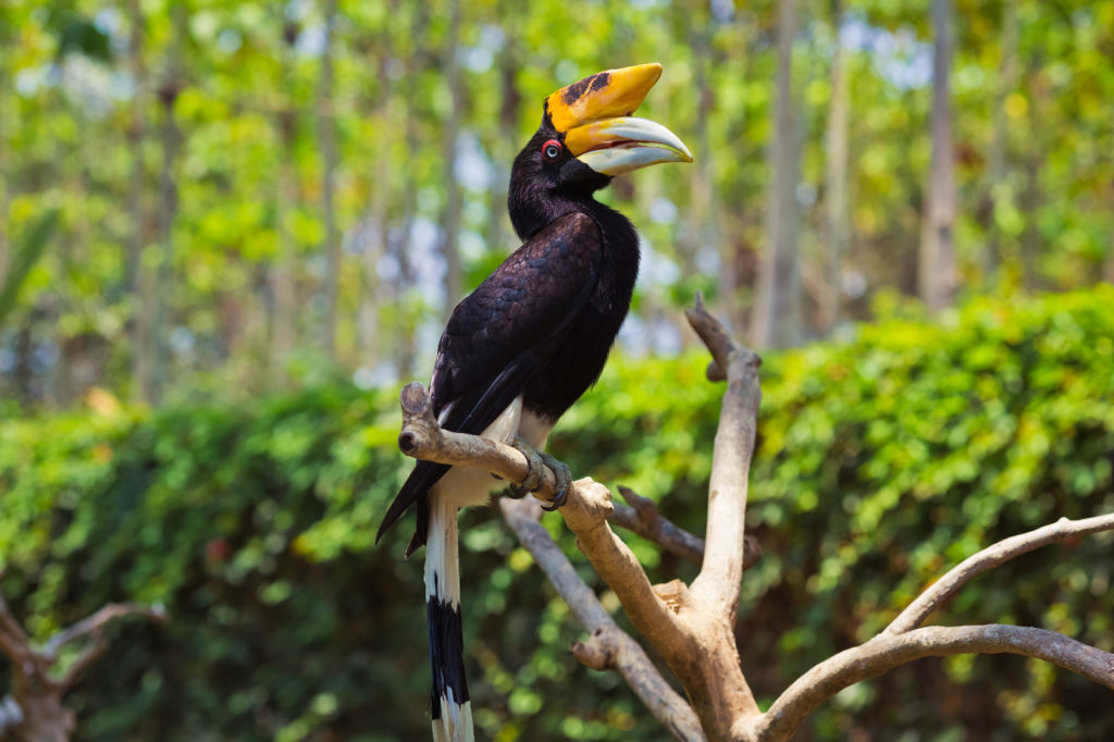 Hornbill is sitting on a tree branch