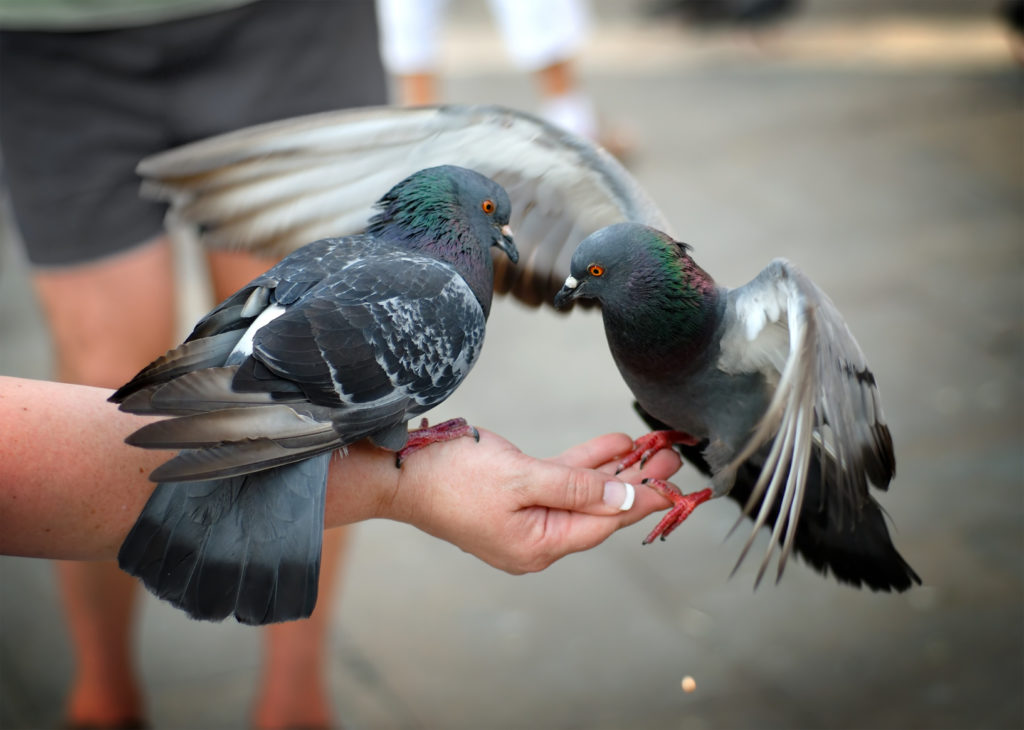 Two pigeons feeding and balancing on woman's hand in St. Mark's Square in Venice, Italy.