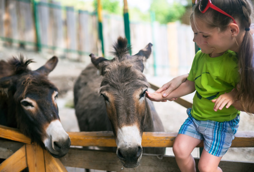 Little boy and burro in zoo