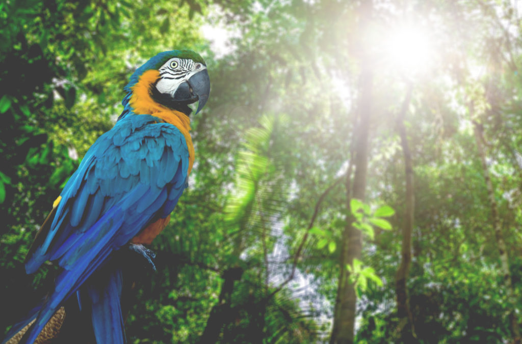 Blue and Yellow Macaw in the nature