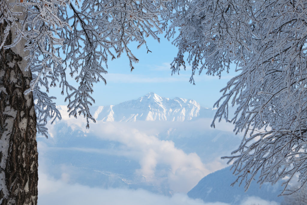snowy trees and the Alps in background. Copy space
