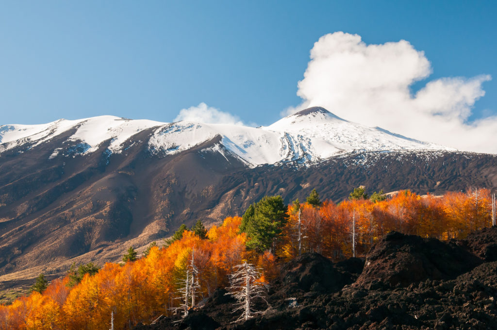 Beech trees on the northern side of Mount Etna and the snowy peak
