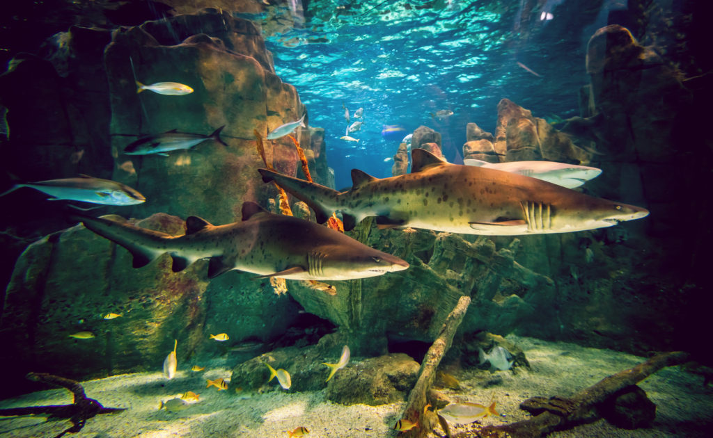 Two white sharks in Istanbul aquarium.