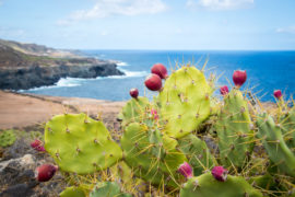 5 Things to Love About Las Palmas de Gran Canaria