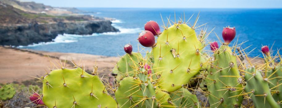 5 Things to Love About Las Palmas de Gran Canaria
