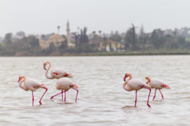 Ufer Ausflüge in Larnaca