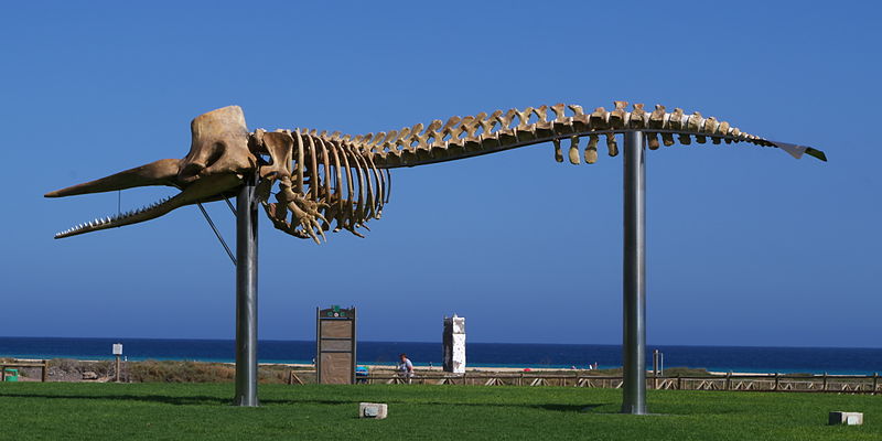 Le squelette de cachalot de Morro Jable.jpg